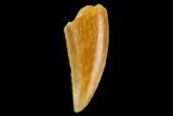 Serrated, Raptor Tooth - Real Dinosaur Tooth #124871-1